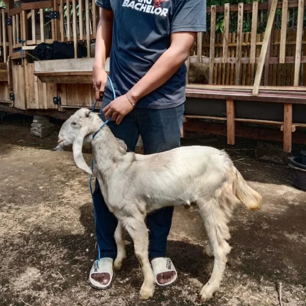 grosir_kambing-2-scaled-1