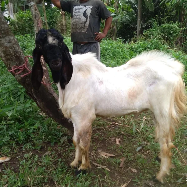 grosir_kambing-4-scaled-1