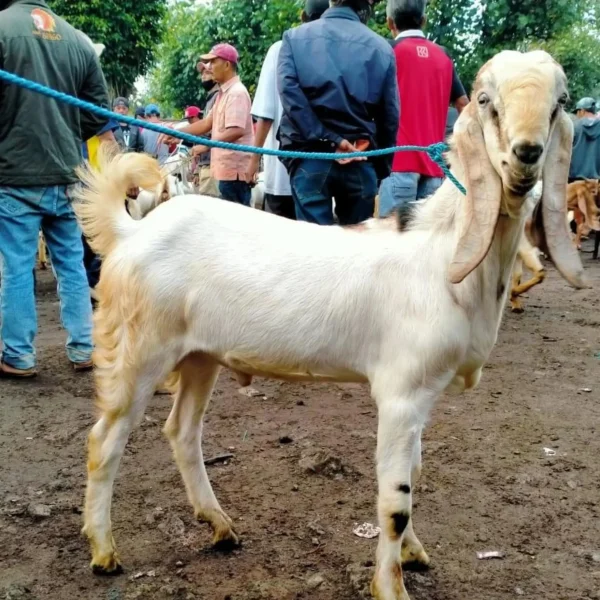 grosir_kambing-5-scaled-1-2.webp
